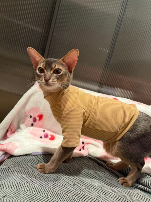 Creative Play Original